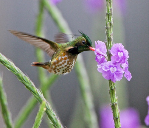 Black-crested Coquette, Costa Rica