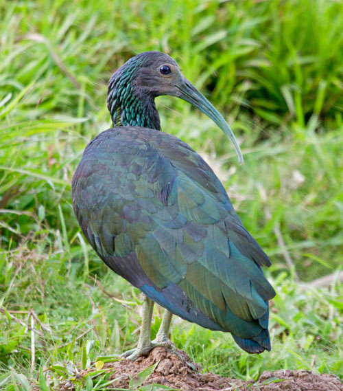 Green Ibis, Costa Rica