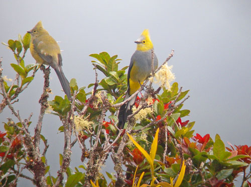 Long-tailed Silky-Flycatcher, Costa Rica