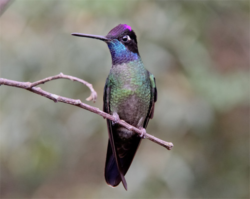 Magnificent Hummingbird, Costa Rica