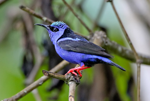 Red-legged Honeycreeper, Costa Rica