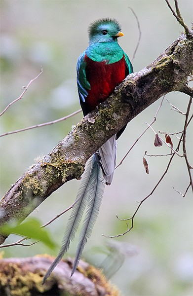 Resplendent Quetzal, Costa Rica