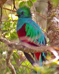 The remarkable Resplendent Quetzal, should be Costa Rica's national bird rather than the rather dull (though sweet-singing) Clay-coloured Thrush! (Pete Morris)