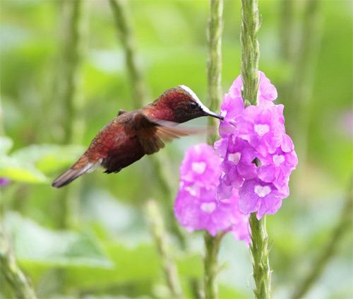 Snowcap, Costa Rica