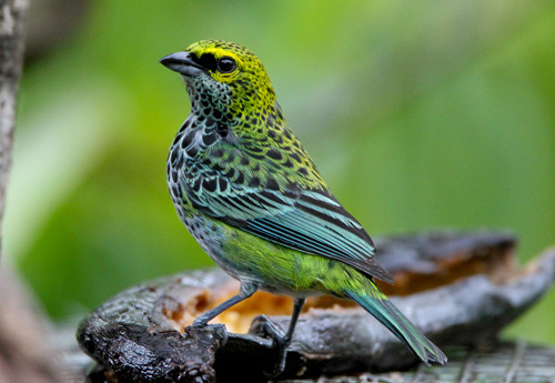 Speckled Tanager, Costa Rica