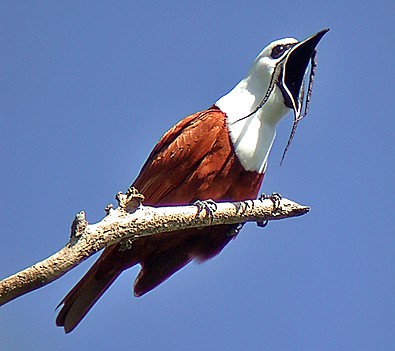 The amazing Three-wattled Bellbird, one of Costa Rica's most distinctive and charismatic species (Pete Morris)